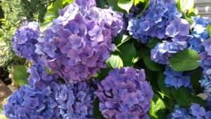 紫陽花